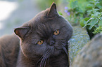 British Shorthair Portrait