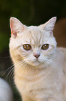 British Shorthair Portrait