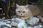 lying British Shorthair