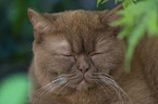 British Shorthair Portrait