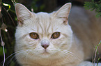 British Shorthair Portrait