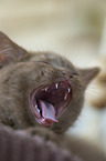 British Shorthair Kitten