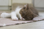 British Shorthair Kitten