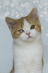 young British Shorthair