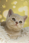 British Shorthair Kitten