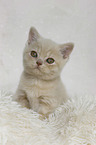 British Shorthair Kitten