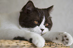 lying British Shorthair