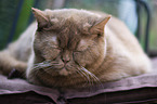 sleeping British Shorthair