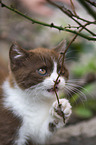 British Shorthair Kitten