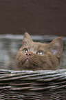 British Shorthair Kitten