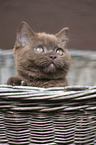 British Shorthair Kitten