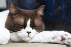 sleeping British Shorthair