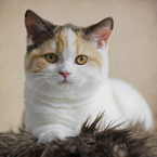 young British Shorthair