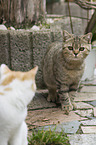 2 young British Shorthair