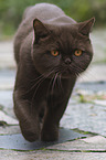 walking British Shorthair