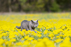 walking British Shorthair