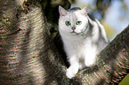 British Shorthair on a tree