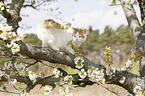 British Shorthair on tree