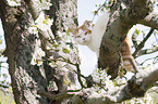 British Shorthair on tree