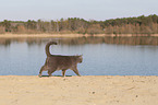 British Shorthair at the lake