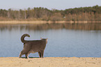 British Shorthair at the lake