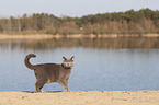 British Shorthair at the lake