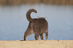 British Shorthair at the lake