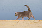 British Shorthair at the lake