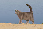 British Shorthair at the lake