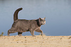 British Shorthair at the lake