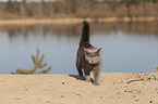 British Shorthair at the lake