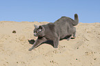 walking British Shorthair