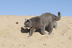 walking British Shorthair