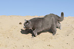 walking British Shorthair