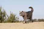 walking British Shorthair