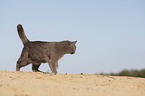 walking British Shorthair