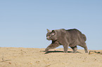 walking British Shorthair