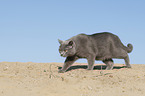 walking British Shorthair