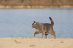 British Shorthair at the lake