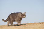 walking British Shorthair