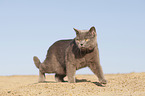 walking British Shorthair