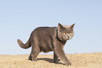 walking British Shorthair