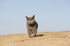 walking British Shorthair