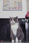 sitting British Shorthair