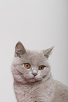 adult British Shorthair