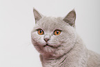 adult British Shorthair