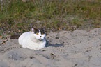 British Shorthair outdoor