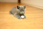 British Shorthair