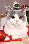 female British Shorthair