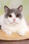 female British Shorthair